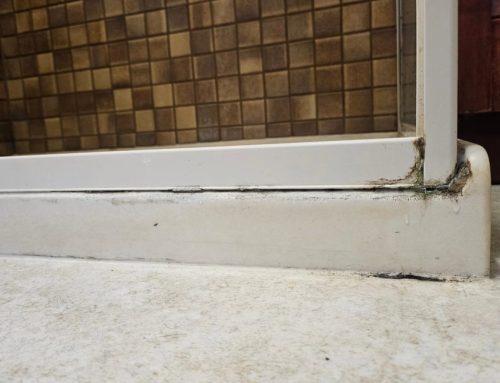 Water Leaks and Mould: Understanding the Connection